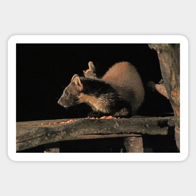 Pine marten Sticker by orcadia